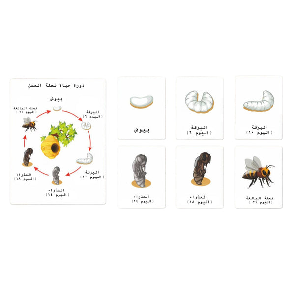 بطاقات دورة حياة نحلة العسل