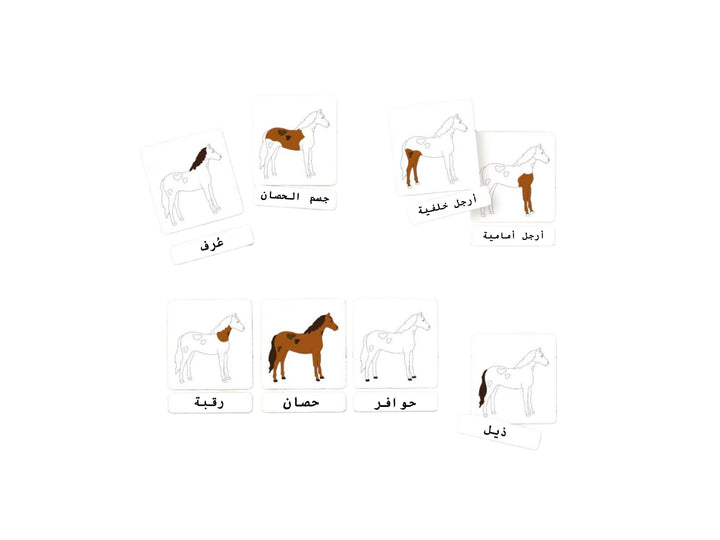 بطاقات تعليمية لأجزاء الحصان باللغة العربية تحتوي على رسومات مع تسميات لأجزاء تشريح الحصان.

